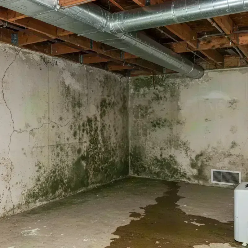 Professional Mold Removal in Hermitage, MO